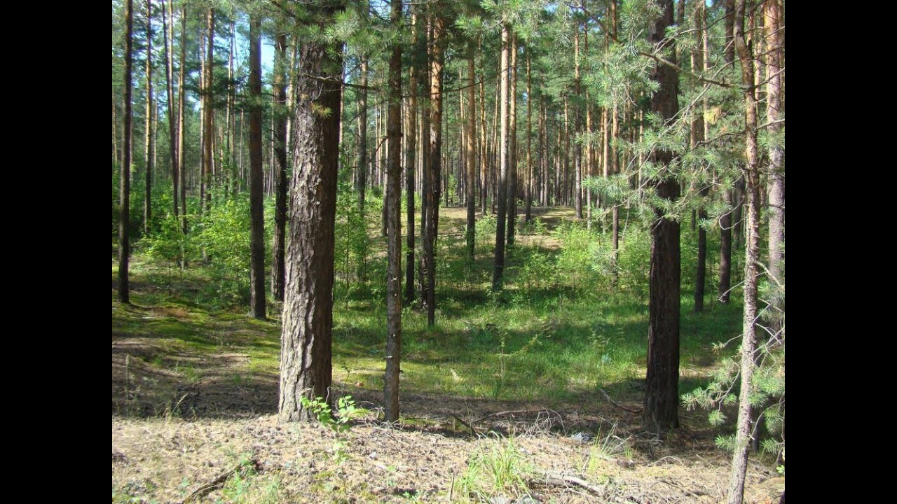 Фото Сосновый Бор Район