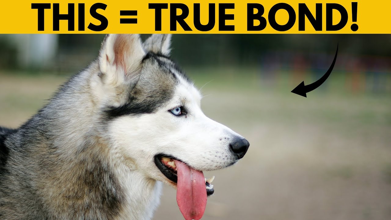 5 признаков того, что ваш сибирский хаски привязался к вам (не игнорируйте!)