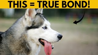 5 Signs Your Siberian Husky Has Bonded With You dont Ignore