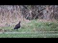 Glossy Ibis at Little Marlow