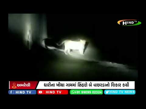 ધારીના ખીચા ગામમાં સિંહણે બે વાછરડાનો શિકાર કર્યો