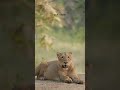 You Can Write Your Own Destiny ✨Your choices. 📍 Gir National Park🦁 Asiatic Lion – Shot with
