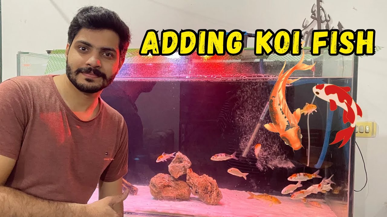 Finally Added Koi Fish in My New 4ft Tank 🔥🐠😍
