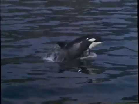Free Willy 3 - The Rescue 1997 Teaser VHS Capture - YouTube