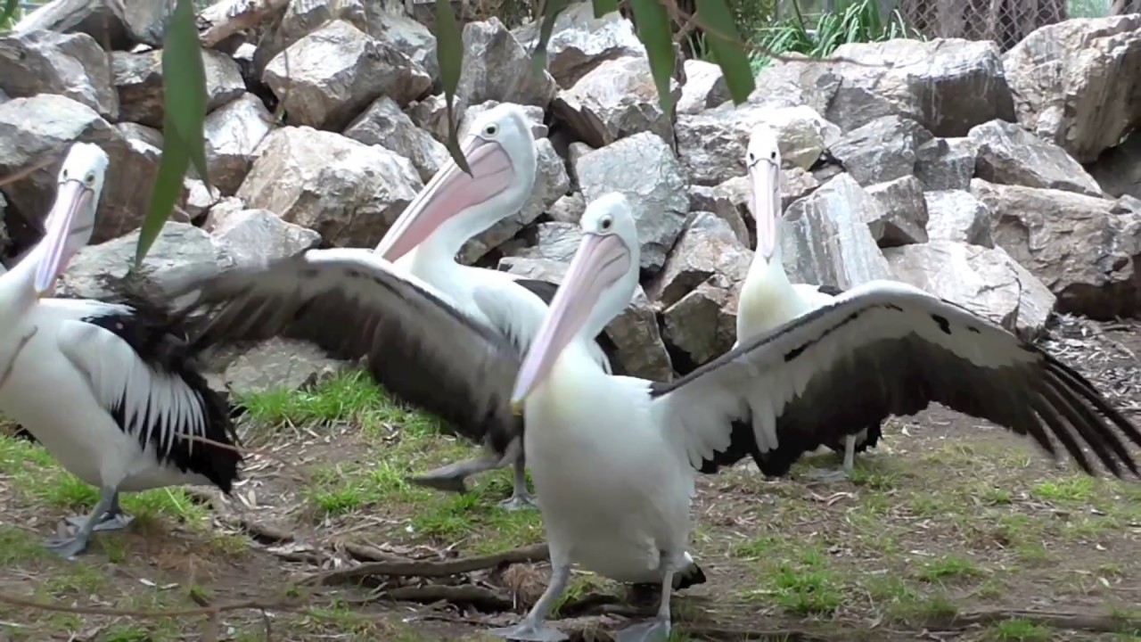 Gorge Wildlife Park, Cudlee Creek, Adelaide Hills, South Australia