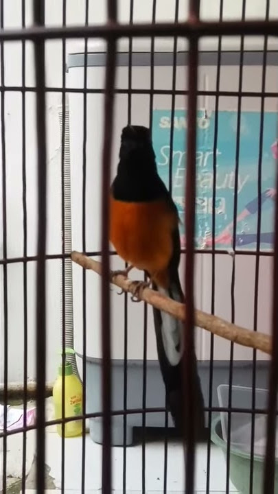 Murai Batu Rawa Rontek