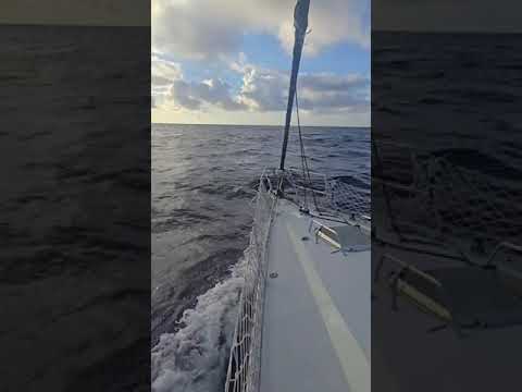 Pod of dolphins off the Turks and Caicos! #dolphins #podofdolphins #oceanlife  #sailingfamily