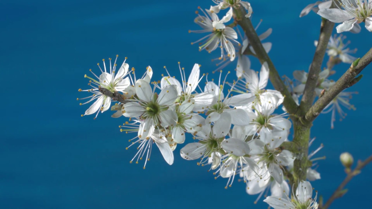 spring flowers crossword clue Blackthorn flowers opening - UHD 4K