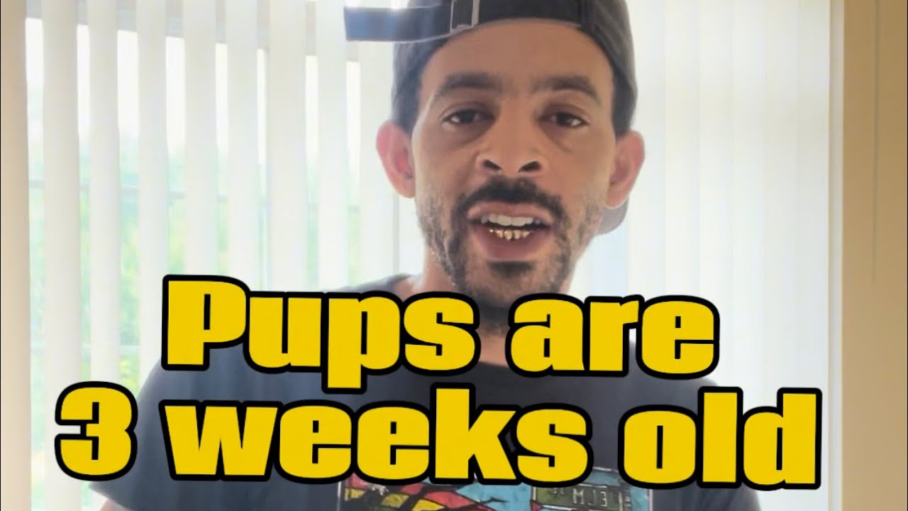 3-week-old-pups-update-pocketbullies-puppies-pocketpups-subscribe