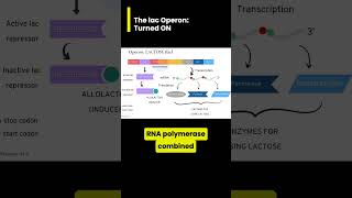 The lactose Operon: ON (negative regulation only)
