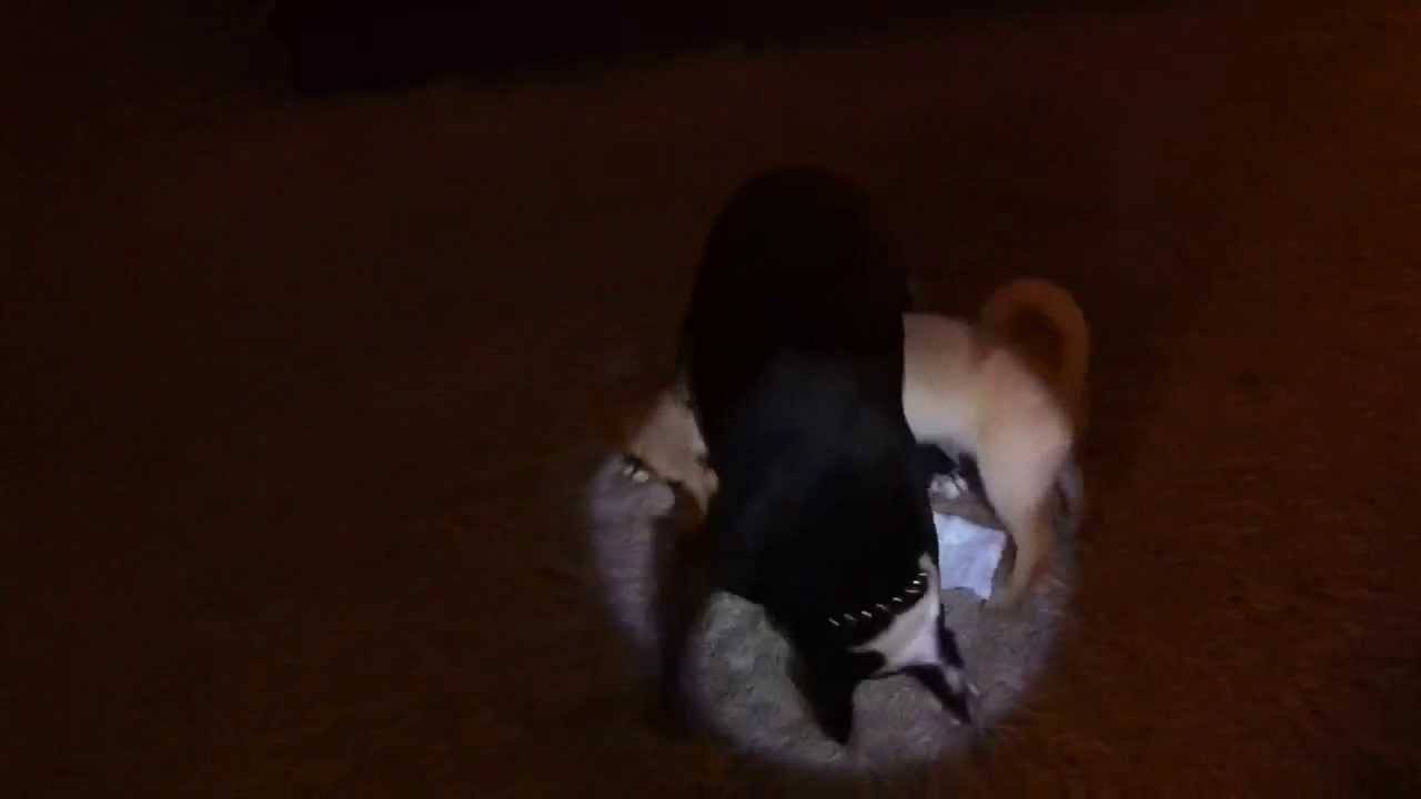 Spotlight on Maggie & the new chiweenie puppy, Zelda - YouTube Jess Barron