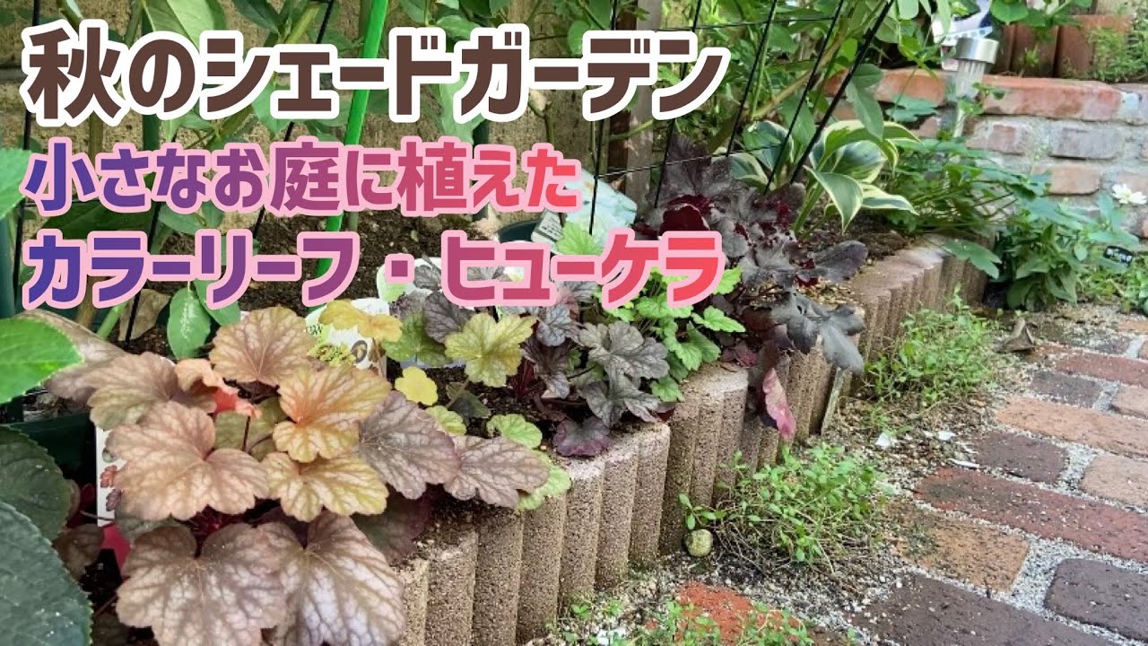 ガーデニング】秋のシェードガーデン／小さなお庭に植えたカラーリーフ