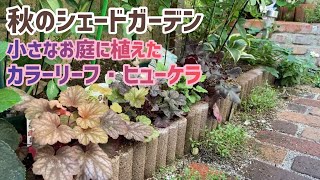 ヒューケラ苗 挿し木苗 シェードガーデン 下草 楽天市場】ヒューケラ オブシディアン 3.5号ポット苗 寄せ植え 花壇