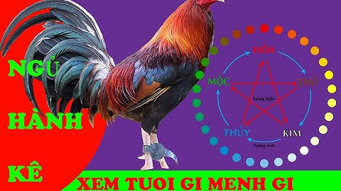 Tuổi Gì Thuộc Mệnh Gì. Xem Tuổi 12 Con Giap | Đá Gà Thomo.