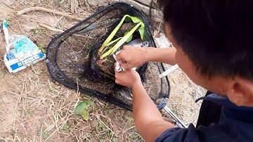 Câu cá sông thiên nhiên, săn thác lác cườm tập 4 câu tay câu đài 2020.