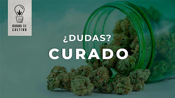 Como saber se os Buds estão secos?