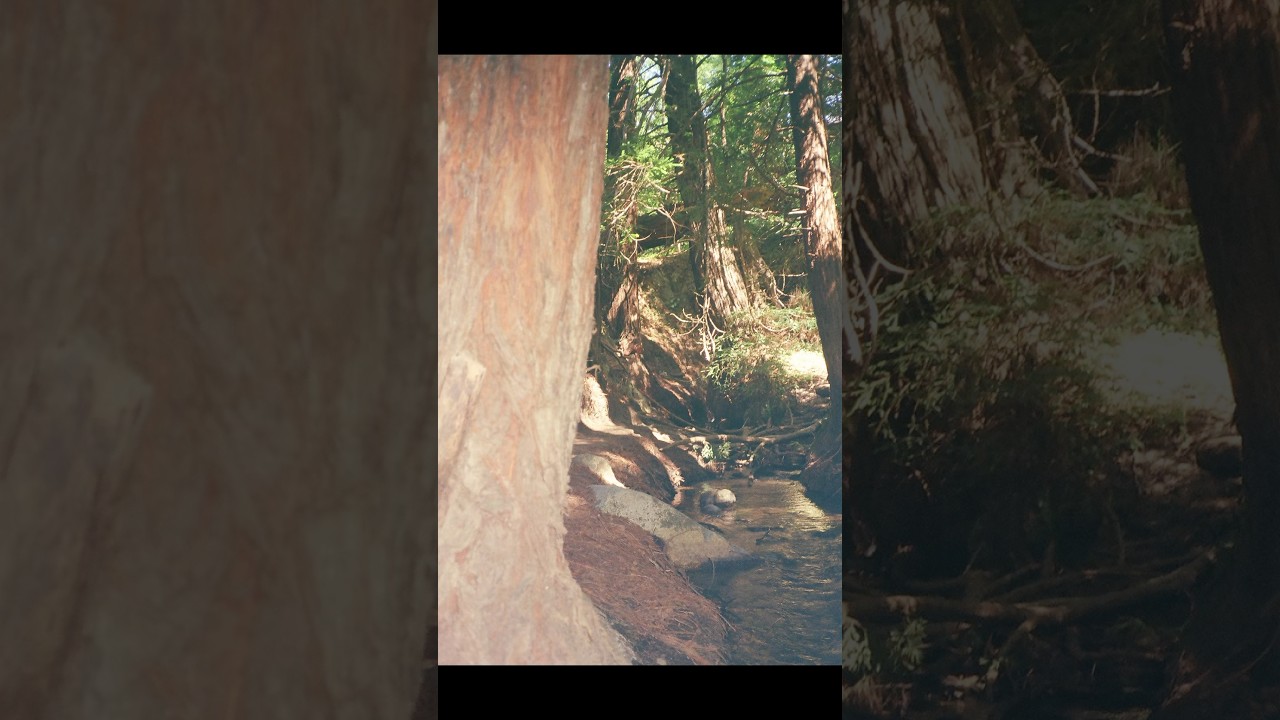 Vintage film pictures in Big Sur