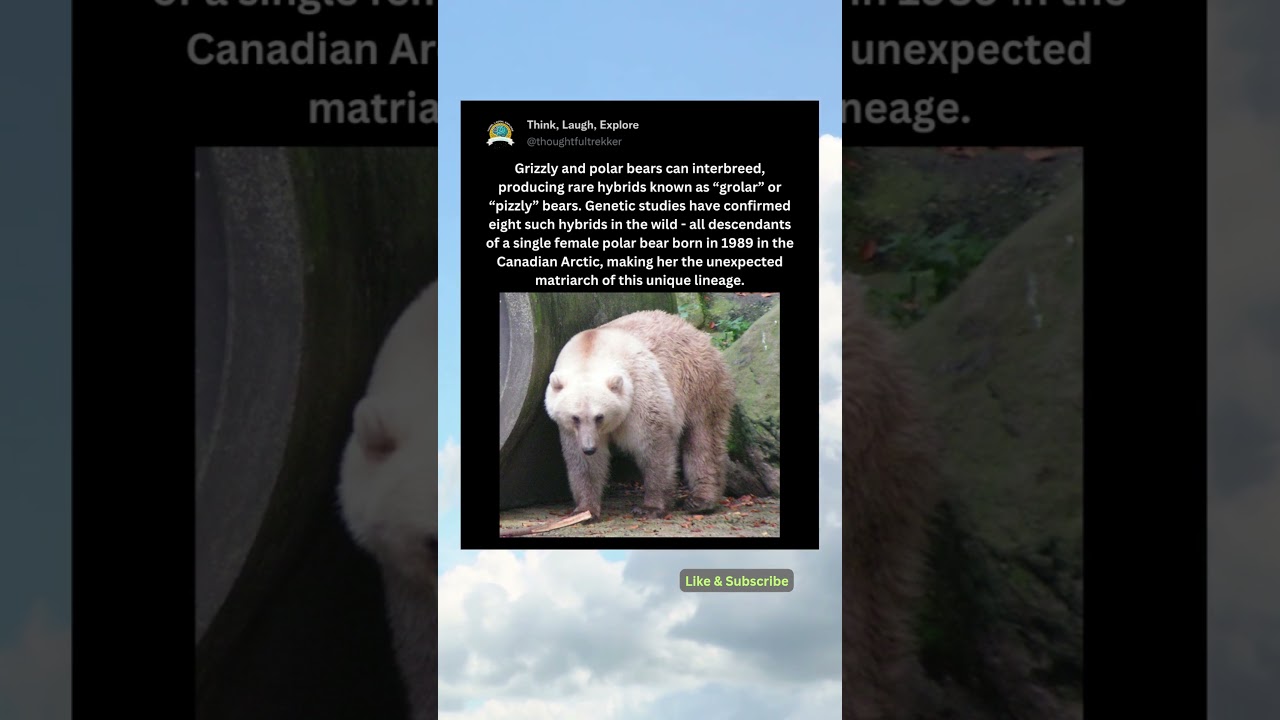 All Known Polar-Grizzly Hybrids Trace Back to One Mother