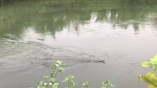 KCT: King Cobra in the water