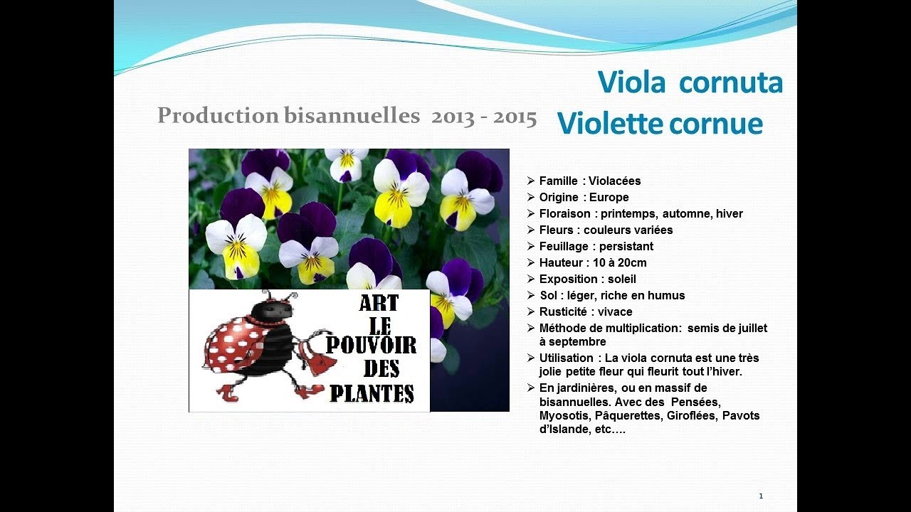 chaine de jardin: Viola cornuta. Plante bisannuelle - thptnganamst.edu.vn