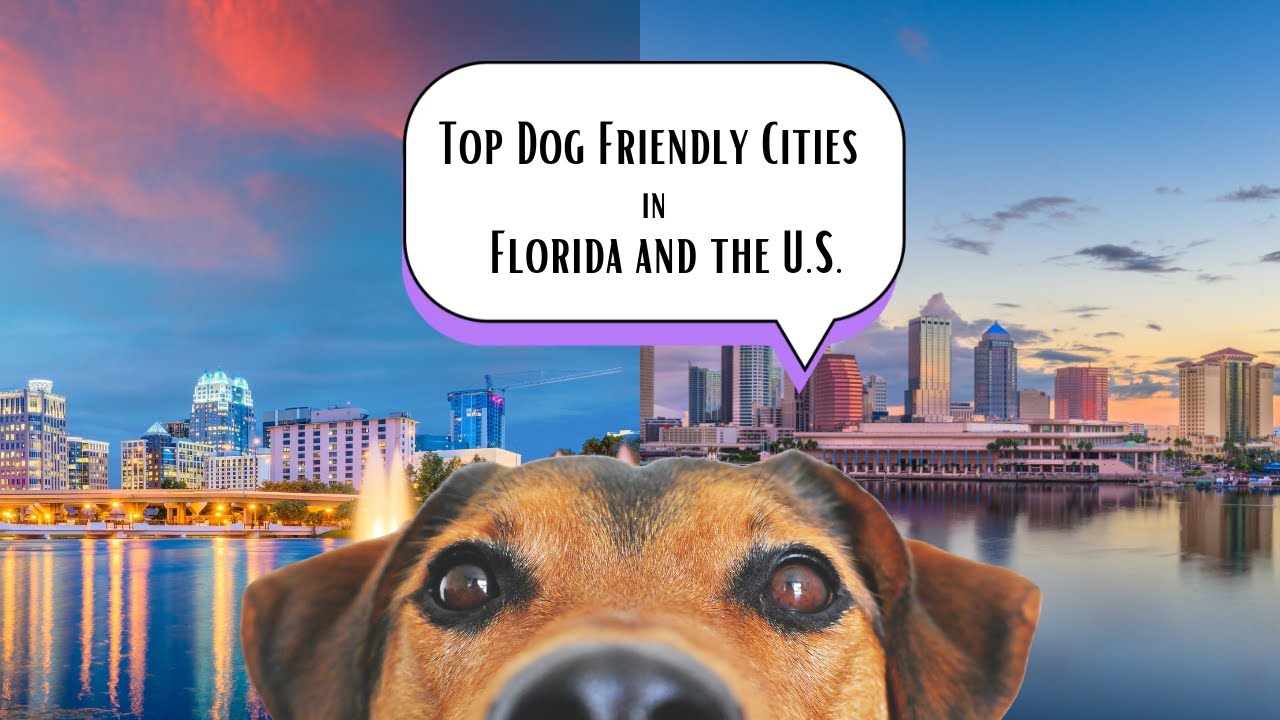 Top Dog-Friendly Cities in Florida and the U.S