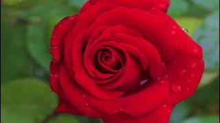 April Love - Pat Boone: with Lyrics(가사번역) || 4월의 사랑