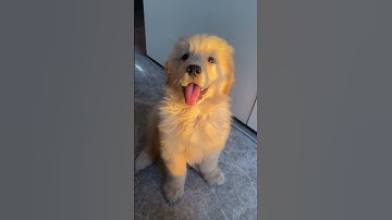 những tình huống hài hước của thú cưng 45 #cute #funny #dog