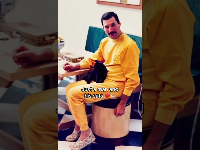 Don’t Stop Me-ow 🐱 #FreddieMercury