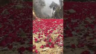 laligurans, rhododendron, red carpet, Nepal