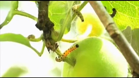 Виды пилильщика и борьба с ним