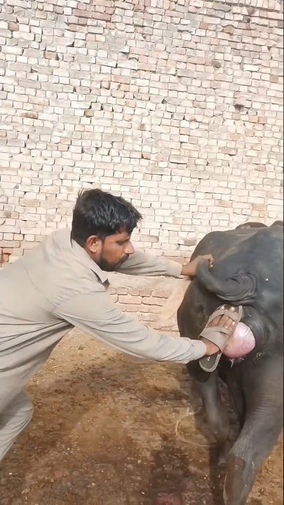 Buffalo 🦬 support of her cute 🤩🤩 child shorts