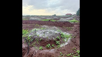 Hệ thống tưới chuẩn cho sầu riêng | Tưới đồi dốc bằng béc bù áp V7-pro và ống LDPE | Nông Nghiệp Mới