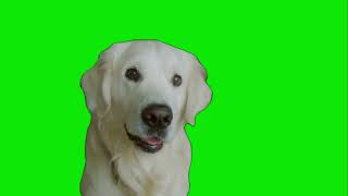 Cute Dog Green Screen #dog