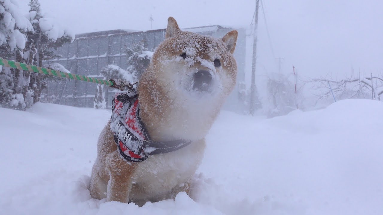 大雪で始まった元旦、柴犬ハチ家の空気が少し違いました。