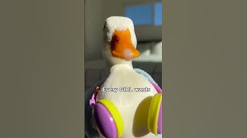 Dance duck sigma boy #duck #sigma #dance #shorts