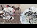 سوق الطيور #في الجده سودى عرب #Birds Market in jeddah Saudi Arabia latest updates November 22, 2020