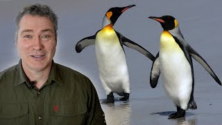 Talk - My Polar Wildlife Adventures | Wild Travel | Robert E Fuller