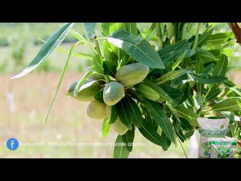 ვიდეო: საოცარი ქვიშიანი ნიადაგის მცენარეები