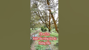 Bán 2.030m2 vườn sầu riêng oto vuông đẹp Phường Cai Lậy 🌸 #nhadattranngo63