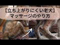 【立ち上がりにくい老犬】マッサージのやり方 Massage for Older Dogs that Have Difficulty Getting Up