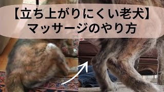 【立ち上がりにくい老犬】マッサージのやり方 Massage for Older Dogs that Have Difficulty Getting Up