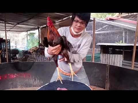 วีดีโอ: ไก่ตัวไหนบินได้ดีที่สุด