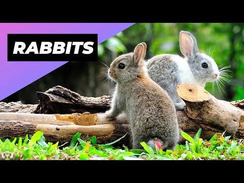 Wideo: Kiedy rodzą się dzikie króliki?