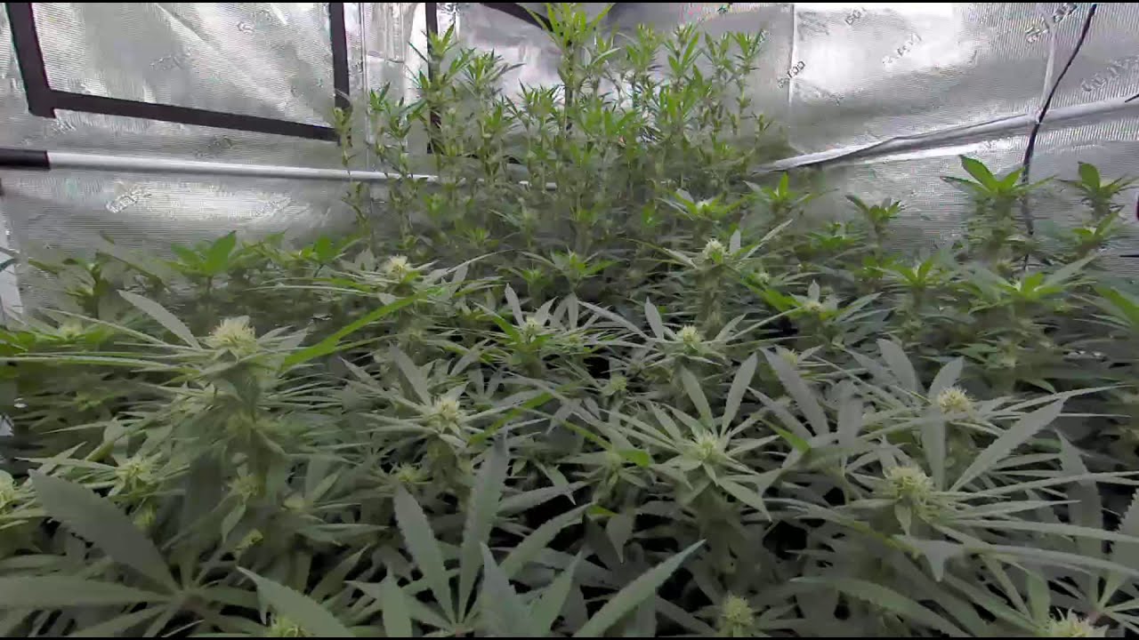 1/30/21 Daily Update - Indoor Cannabis DAY 24 OF FLOWER