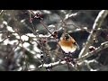 Вьюрок или юрок Fringilla Montifringilla Brambling Film Studio Aves Вьюрок или юрок Fringilla Montifringilla Brambling Film Studio Aves