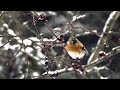 Вьюрок или юрок (Fringilla montifringilla) - Brambling | Film Studio Aves