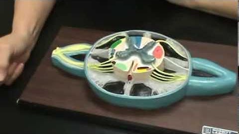 Spinal Cord Cross Section Model