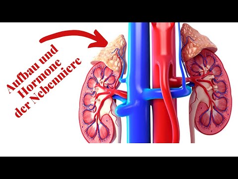 Video: Wofür Sind Die Nebennieren Zuständig?