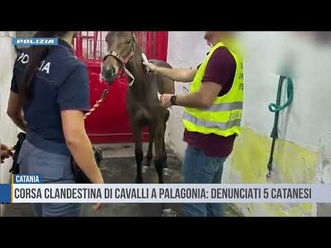 Video Catania: corsa clandestina di cavalli a Palagonia: cinque denunce