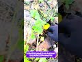 🧢 Работа курьером с оплатой СРАЗУ! Подключайся в нашу команду, вместе мы свернем горы!
